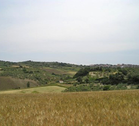 landscape of olive trees