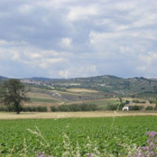 View of Rotello