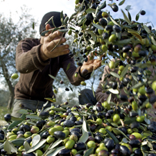 the italian olive harvest for extra virgin olive oil