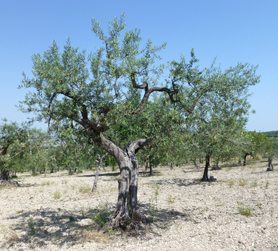 italian olive trees