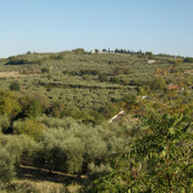 Olive tree land