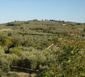 italian olive groves