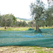 Pangia Oil Grove